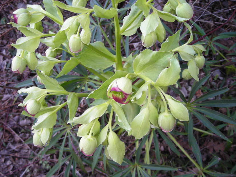 Helleborus foetidus / Elleboro puzzolente